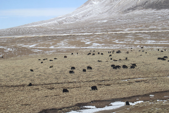 高原牦牛放牧雪山