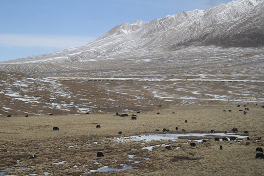 高原牦牛放牧雪山