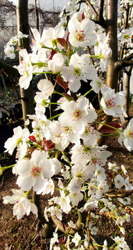 黄金雪梨开花