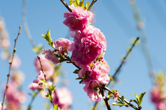 花卉