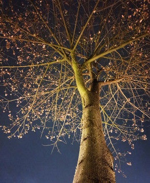 夜空下的树