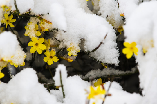 凌寒傲雪的迎春花
