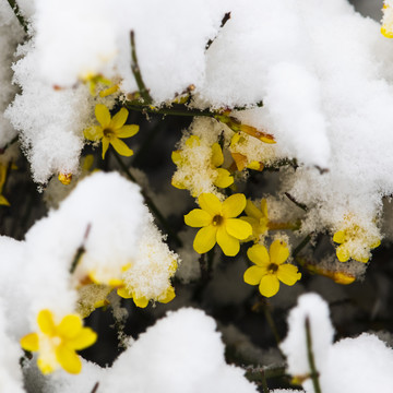 凌寒傲雪的迎春花