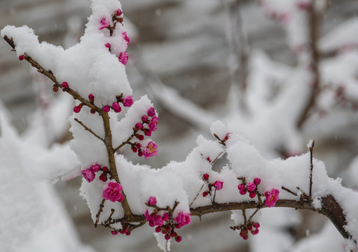 红梅傲雪梅报新春