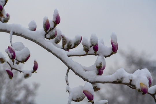 玉兰傲雪玉兰报春