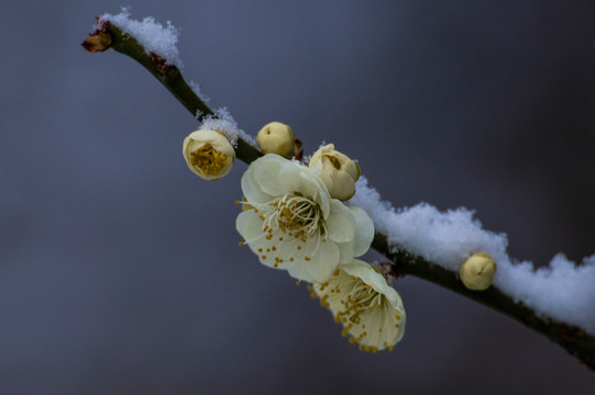 梅花傲雪梅报新春