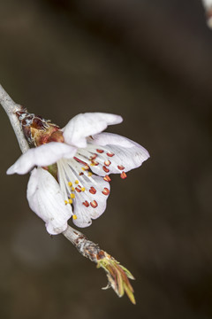 桃花特写