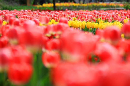 郁金香花海