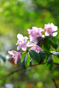 杜鹃花