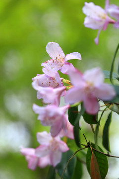 紫色杜鹃花