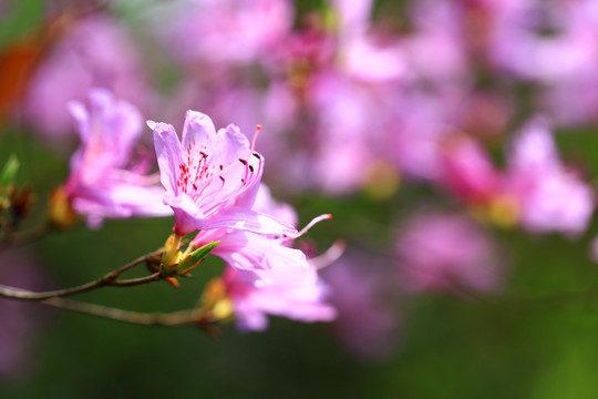 紫色杜鹃花