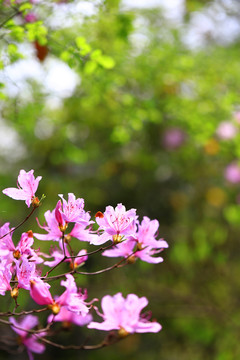 紫色杜鹃花