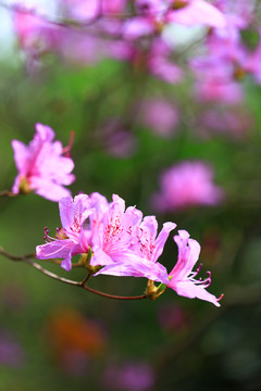 紫色杜鹃花