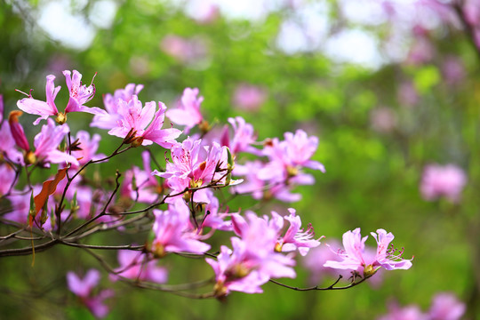 紫色杜鹃花