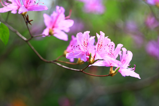 紫色杜鹃花