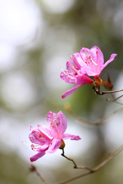 紫色杜鹃花