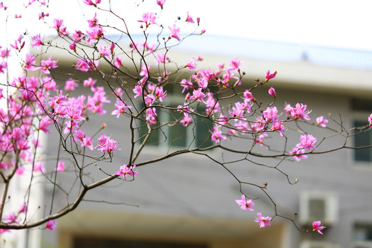 紫色杜鹃花