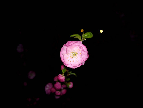 梅花