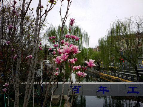 玉兰花