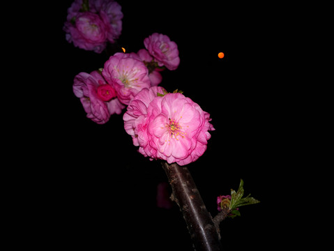 梅花