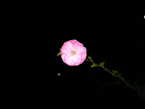 梅花