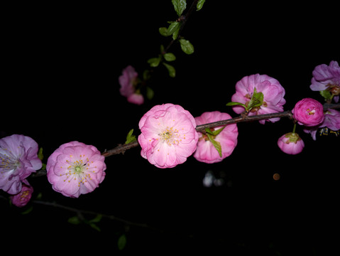 梅花