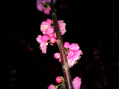 梅花