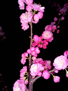梅花