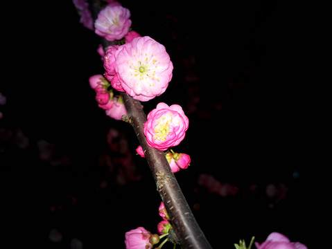 梅花