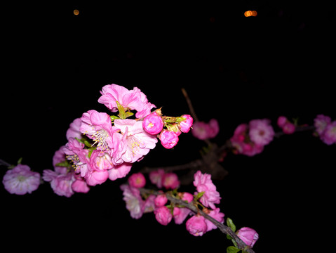 梅花
