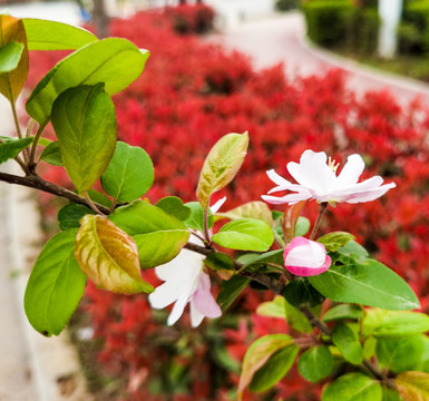 粉色海棠花