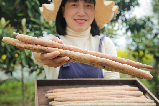 铁棍山药