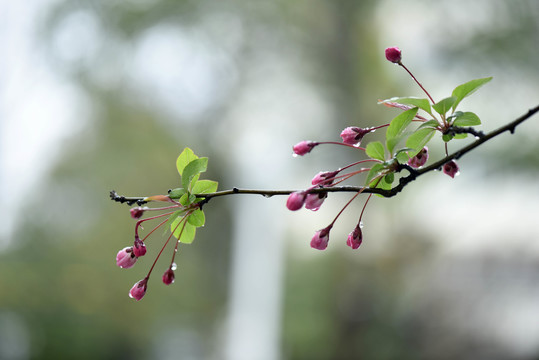 春雨润无声