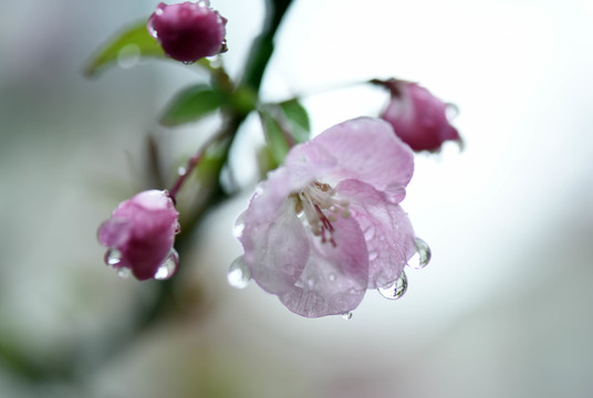 春雨润无声