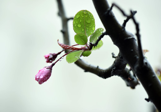 春雨润无声