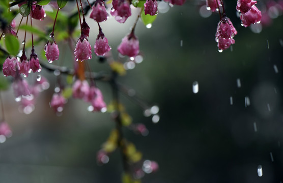 春雨润无声