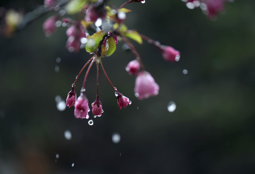 春雨润无声