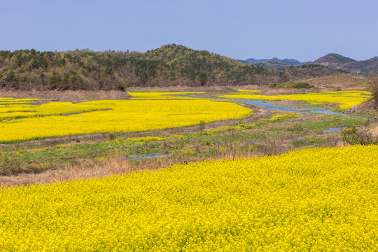 油菜花