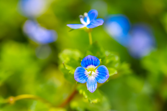 蓝色小花