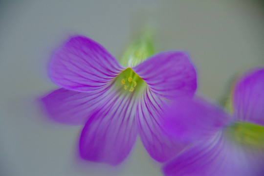 槠头红花