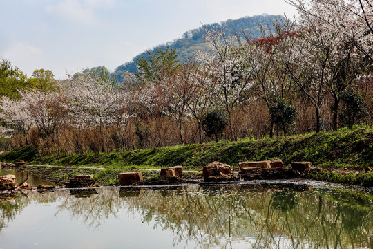 春意浓