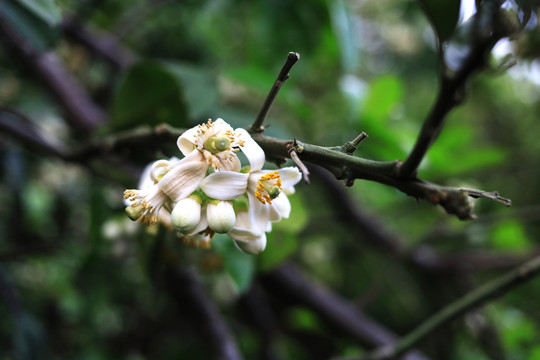 橘红花