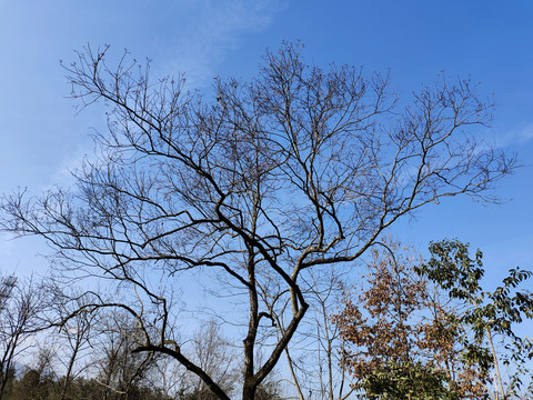 树枝