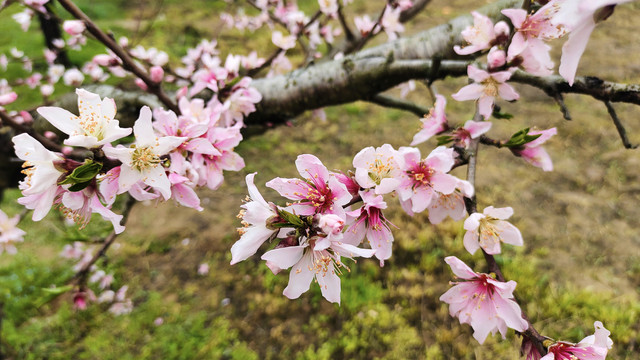 桃花