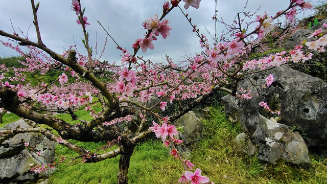 桃花春暖花开