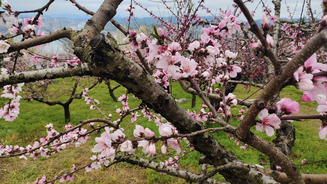 桃花背景图