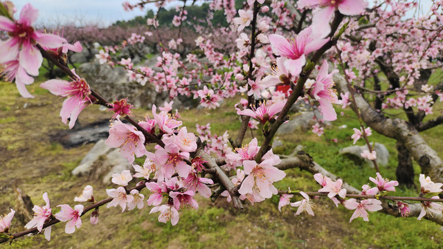 桃花高清大图