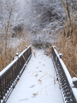 春雪