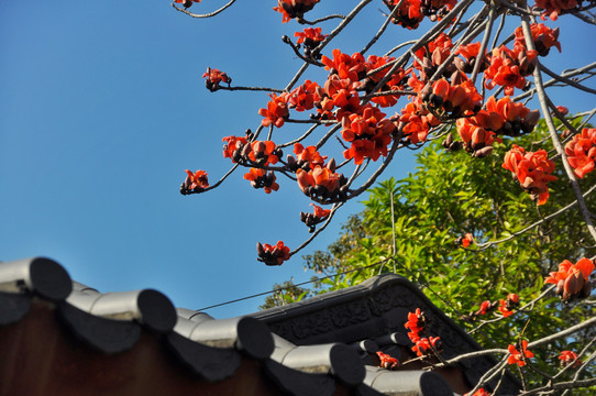 红花湖风光