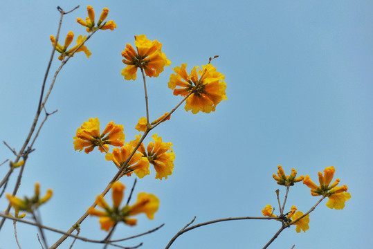 黄花风铃木